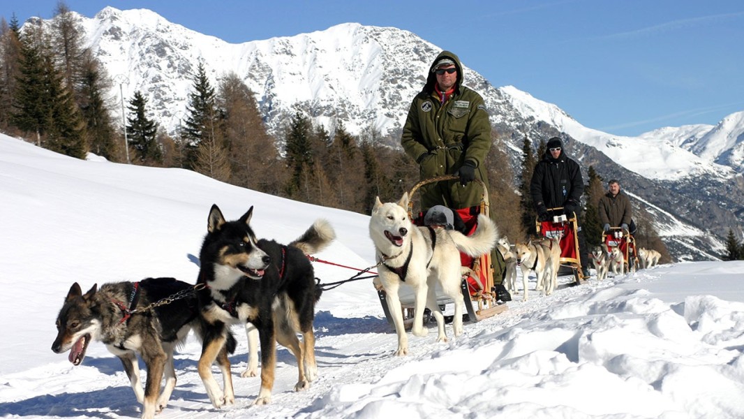 Sleddog